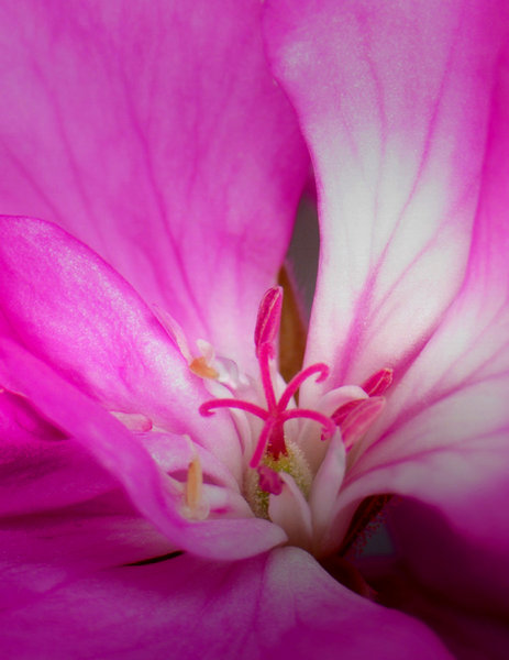 tickled pink