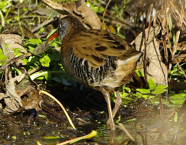 Water Rail