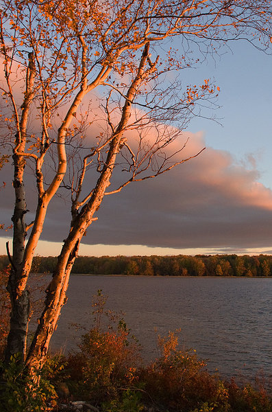 White birch in the sunset