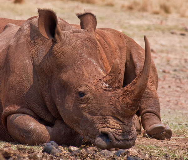 White Rino