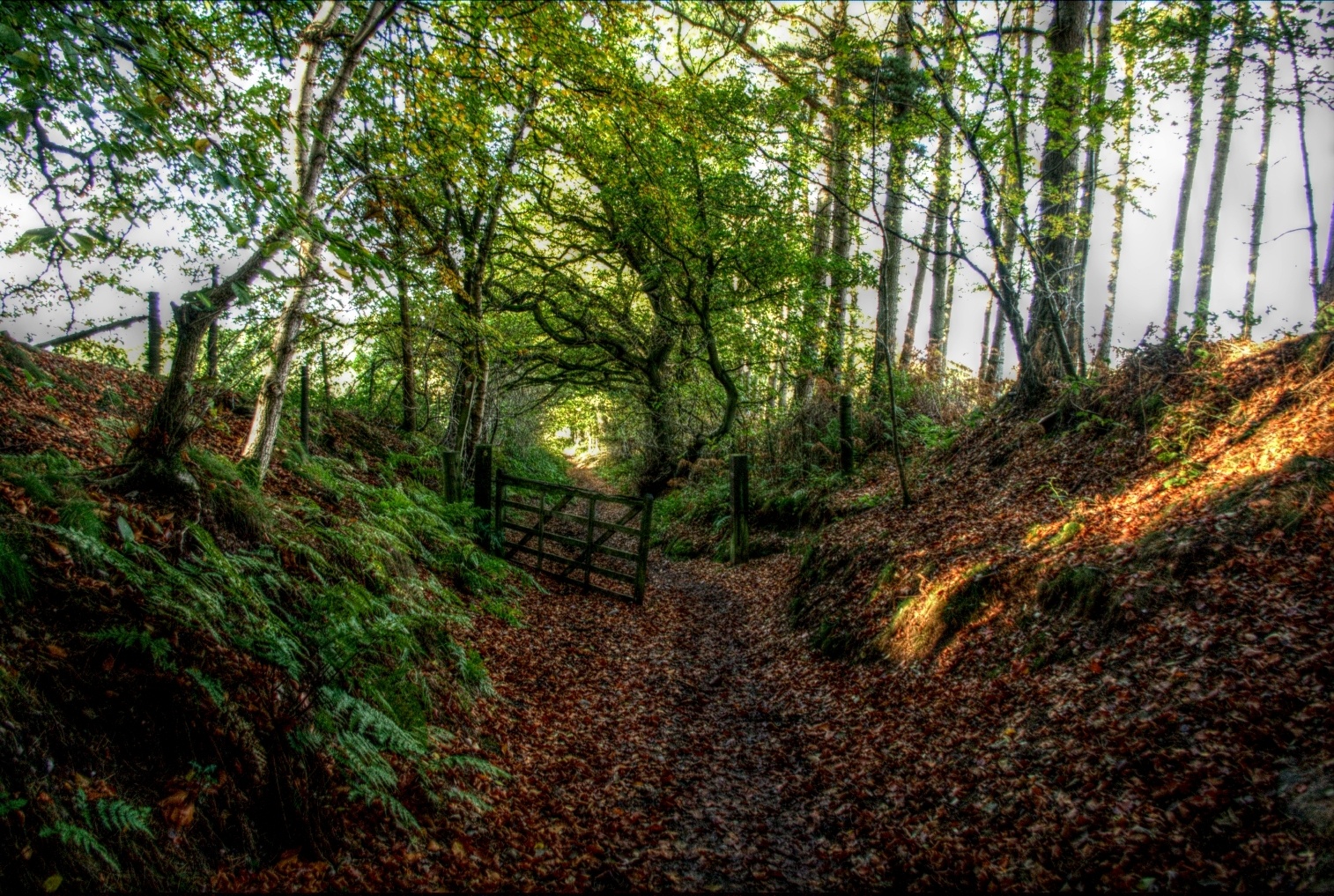 Autumn pathway