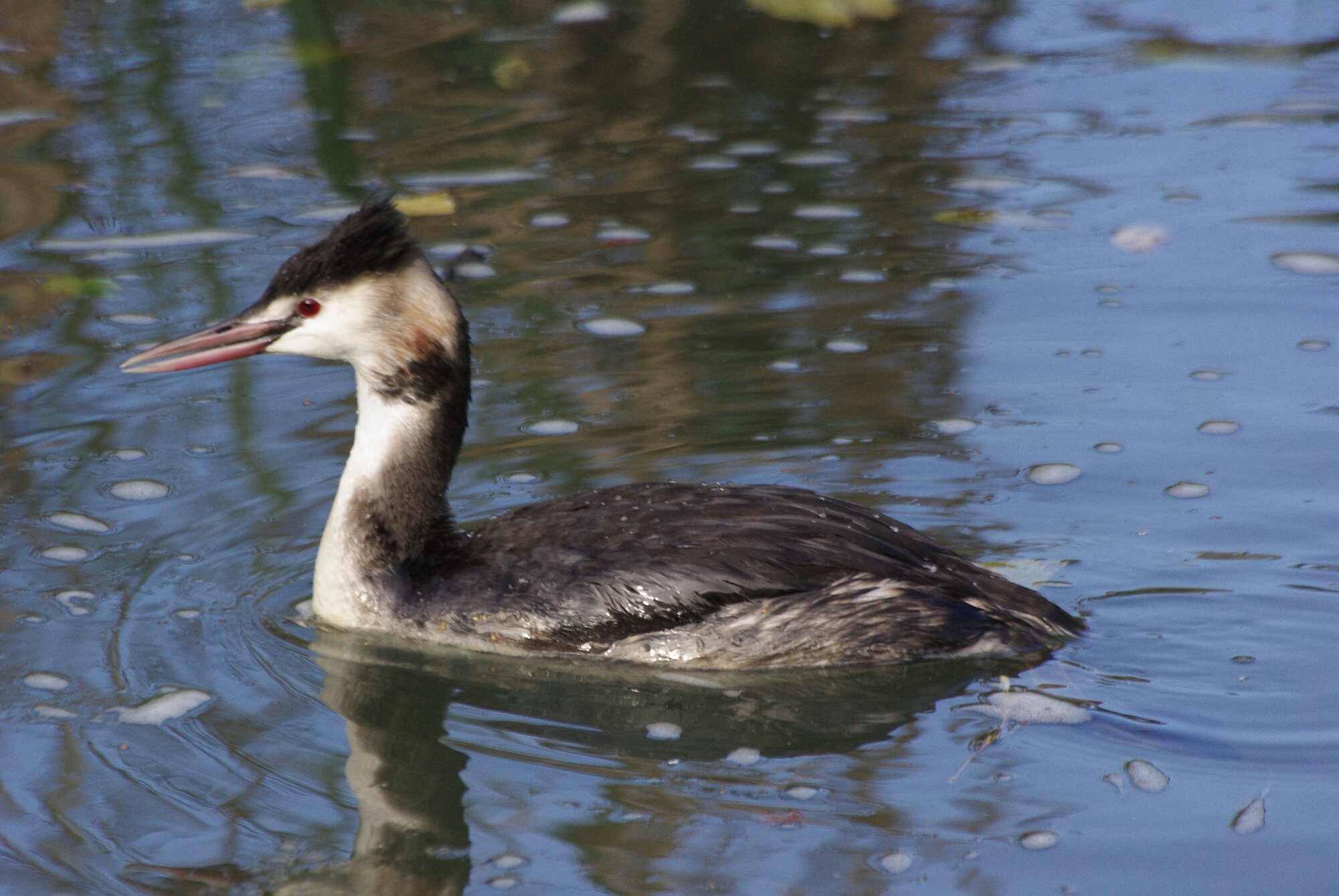 Grebe