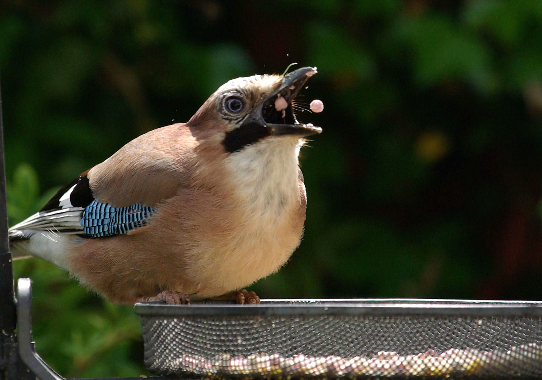 Jay
