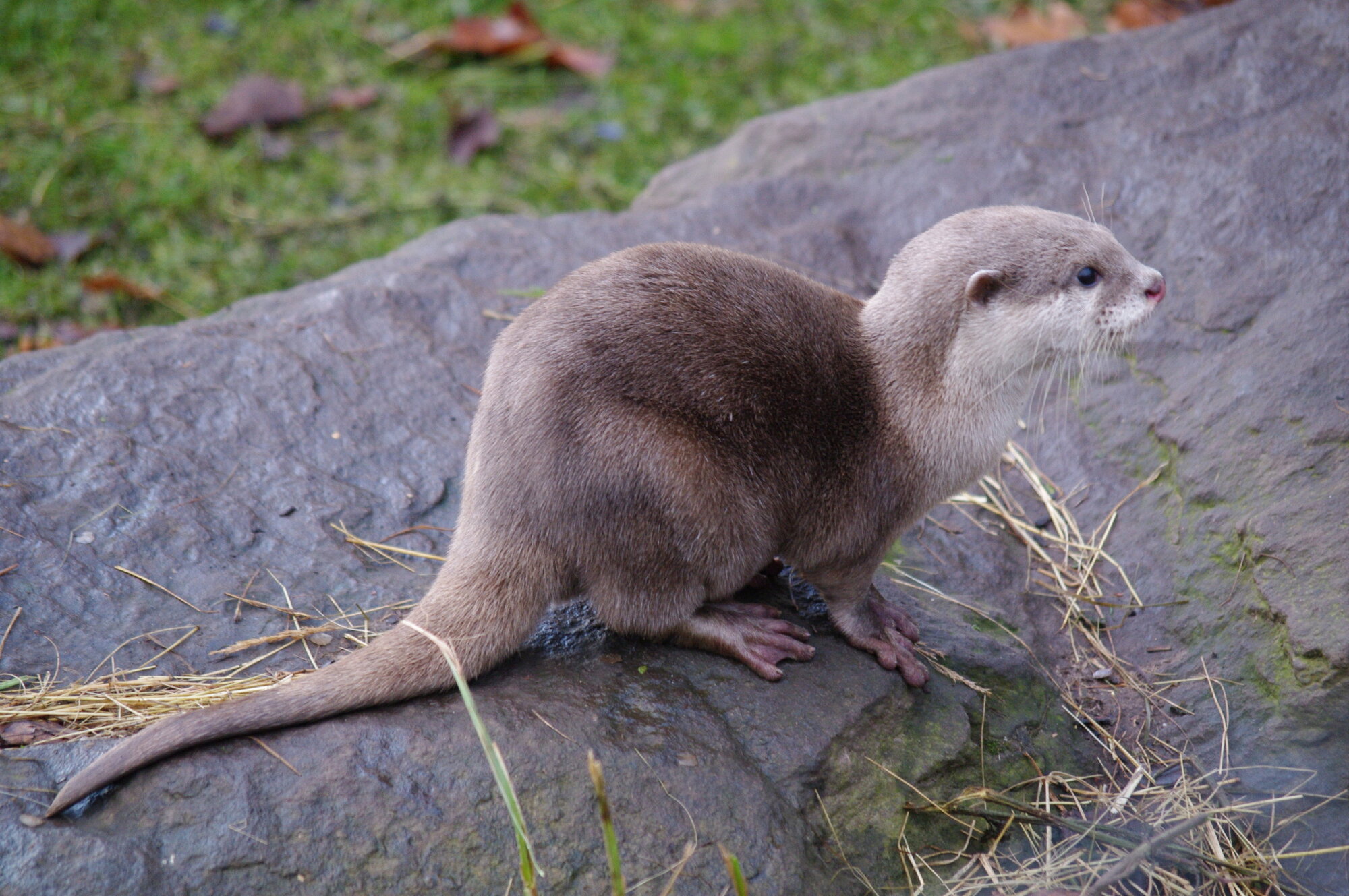 Otter
