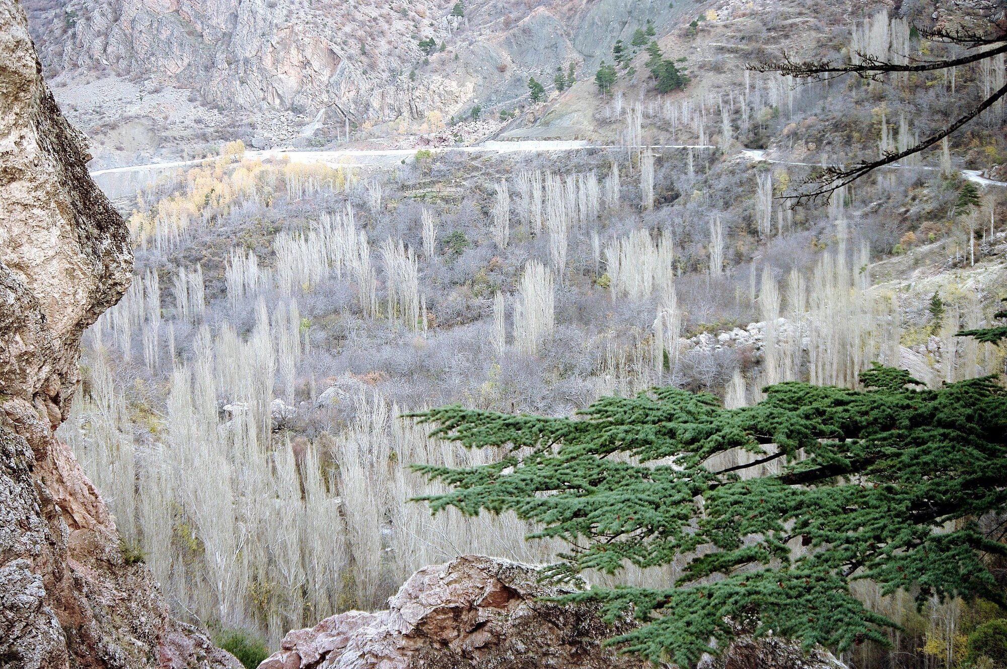 Poplars of the Valley
