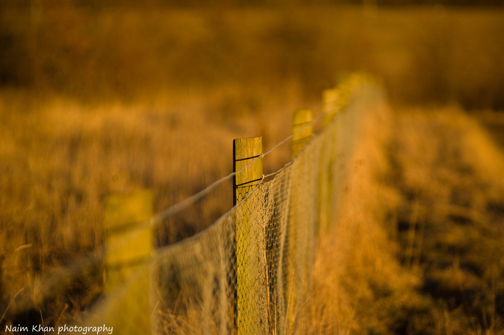 The Fence