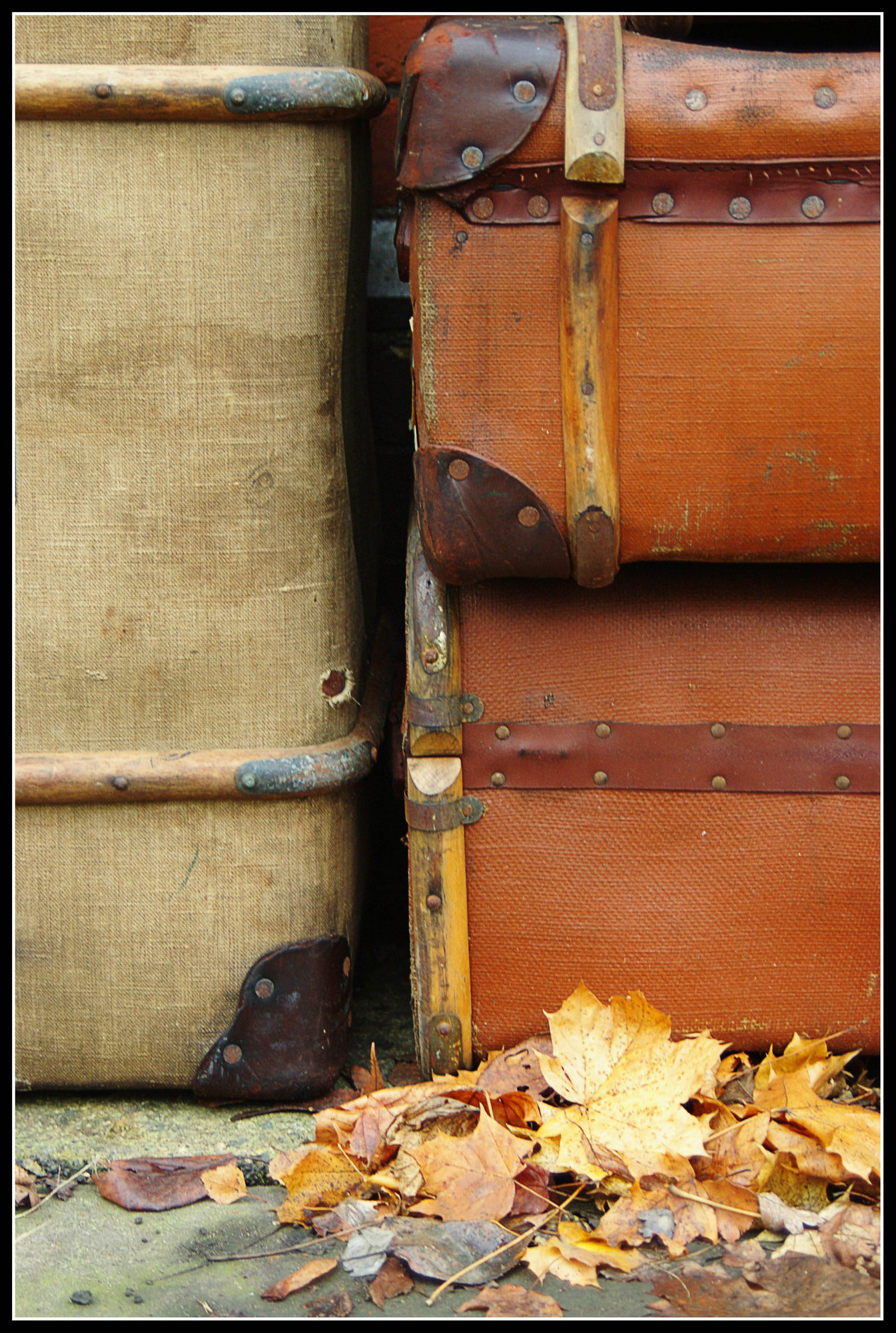 Trunks and Fallen Leaves