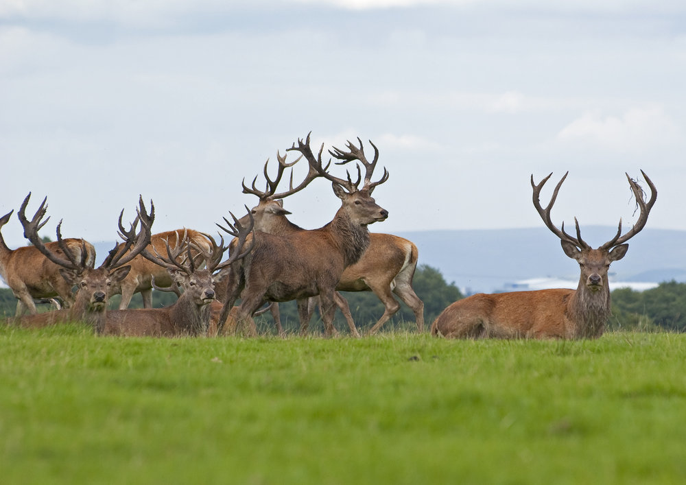 Deer At Tatton Park