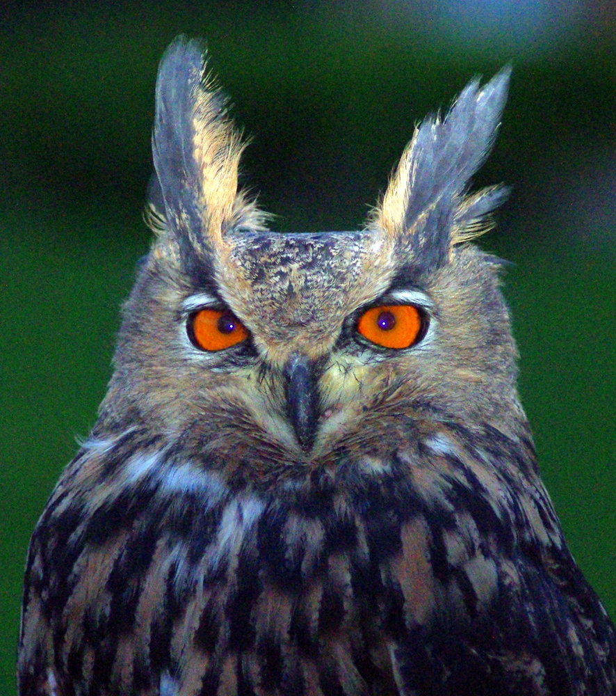Owl at Dusk