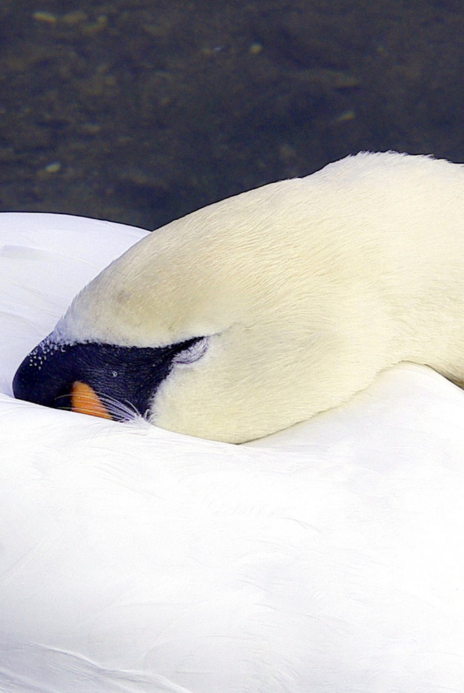Sleepy Time