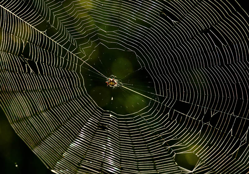 Spiny Orbweaver Web
