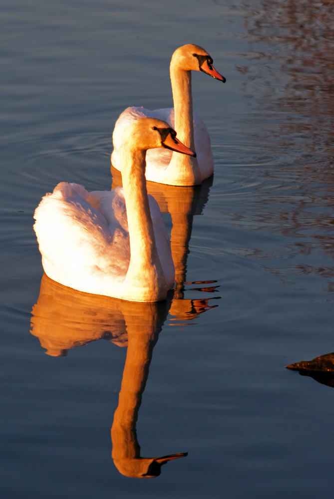 Swan Lake