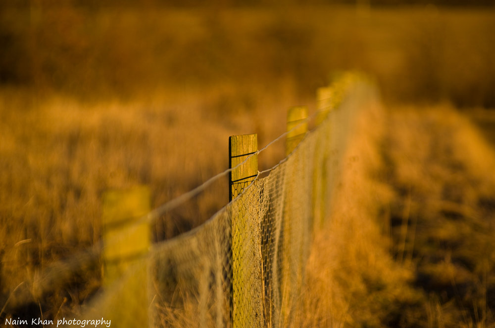 The Fence