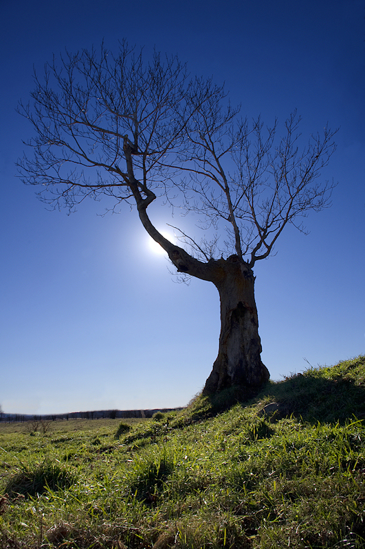 Tortured tree