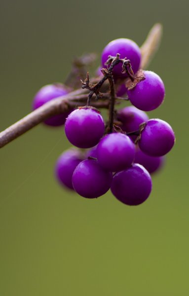 Callicarpa bodinieri