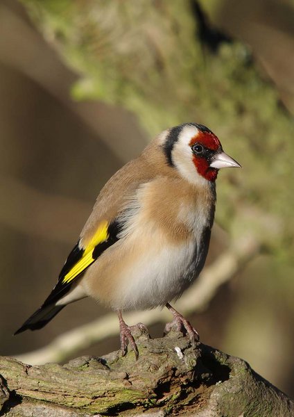 Goldfinch