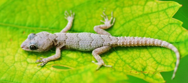 Common Lizard