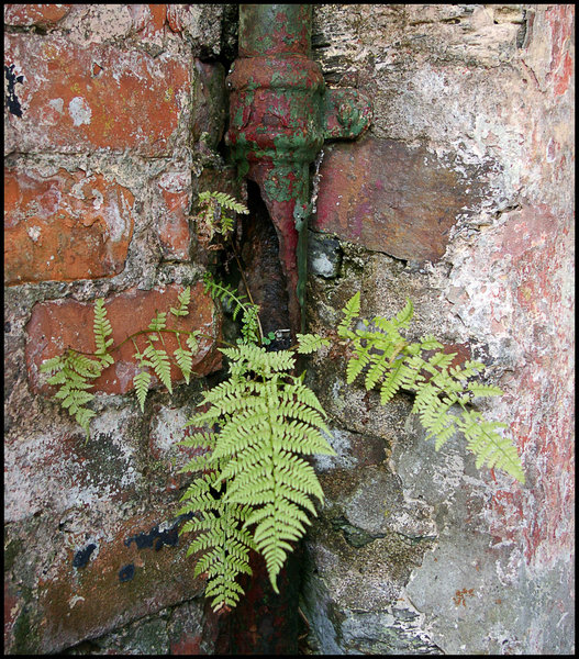 Cracked Drainpipe with Small Fern