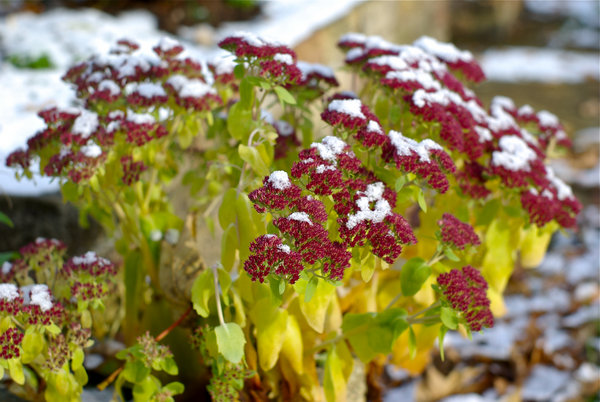 FirstSnow