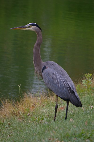 Great Blue Heron