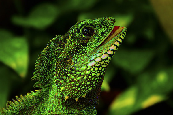 Green is beautiful