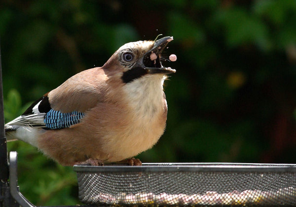 Jay