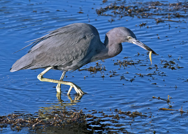 Little Blue Snack