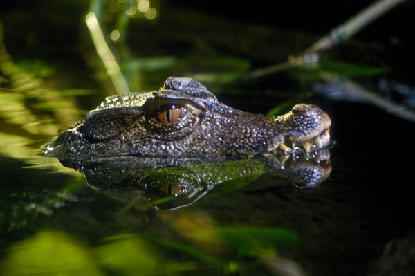 Lurking Alligator