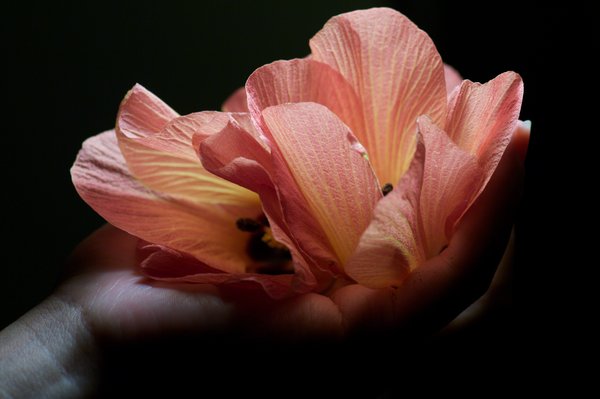 Maui Flower