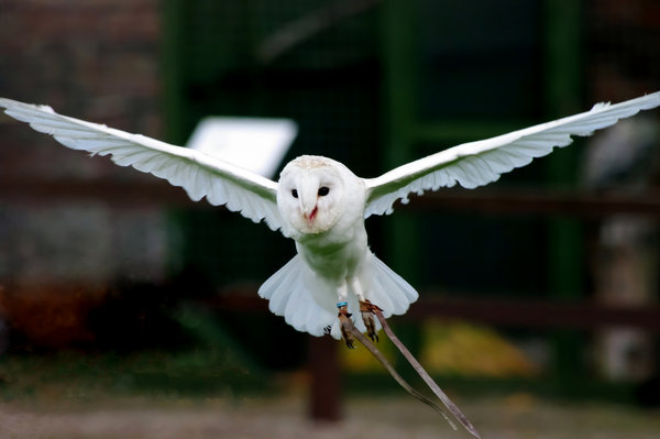 Owl Test