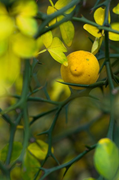 Poncirus trifoliata