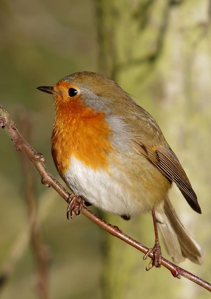 Robin