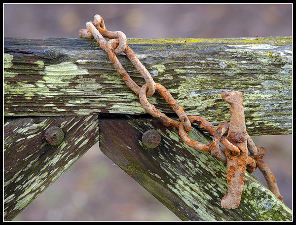 Rust and Lichen