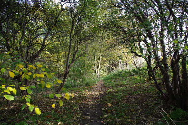 Shady Glade