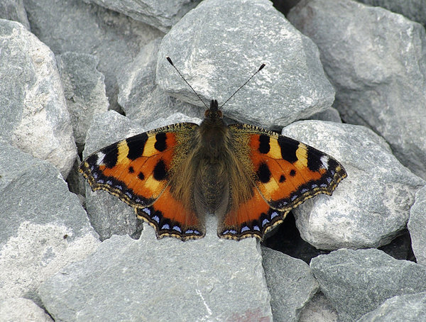 Small Tortoiseshell