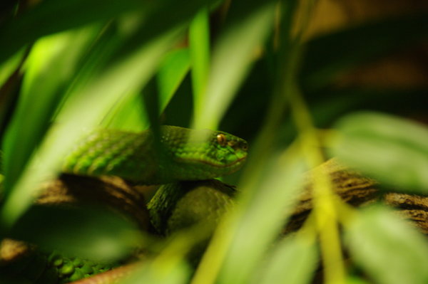 Snake in the Grass