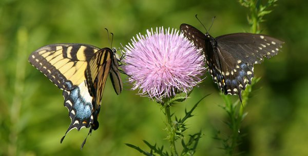 Tiger Swallowtail & Black Swallowtail on Thistle
