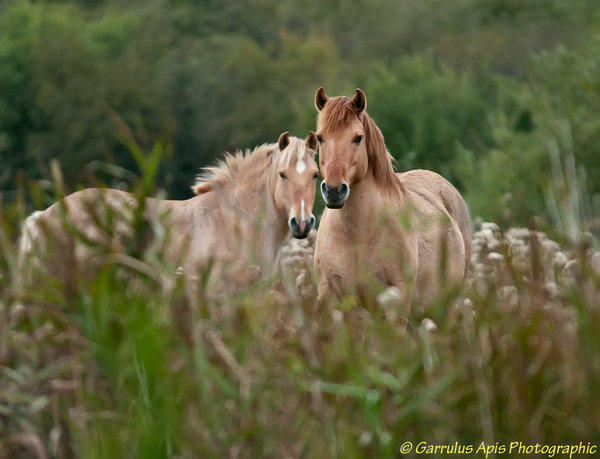 Wild Kinik Ponies