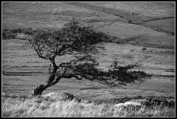 Wind Bent Hawthorn