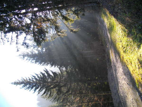 Woodland walk