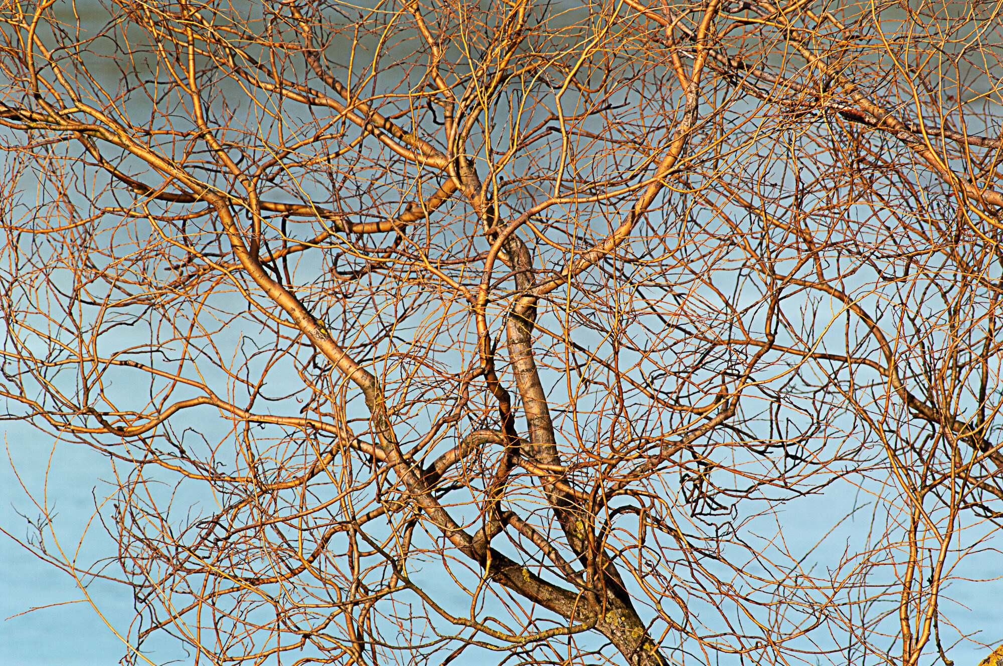 Cobweb