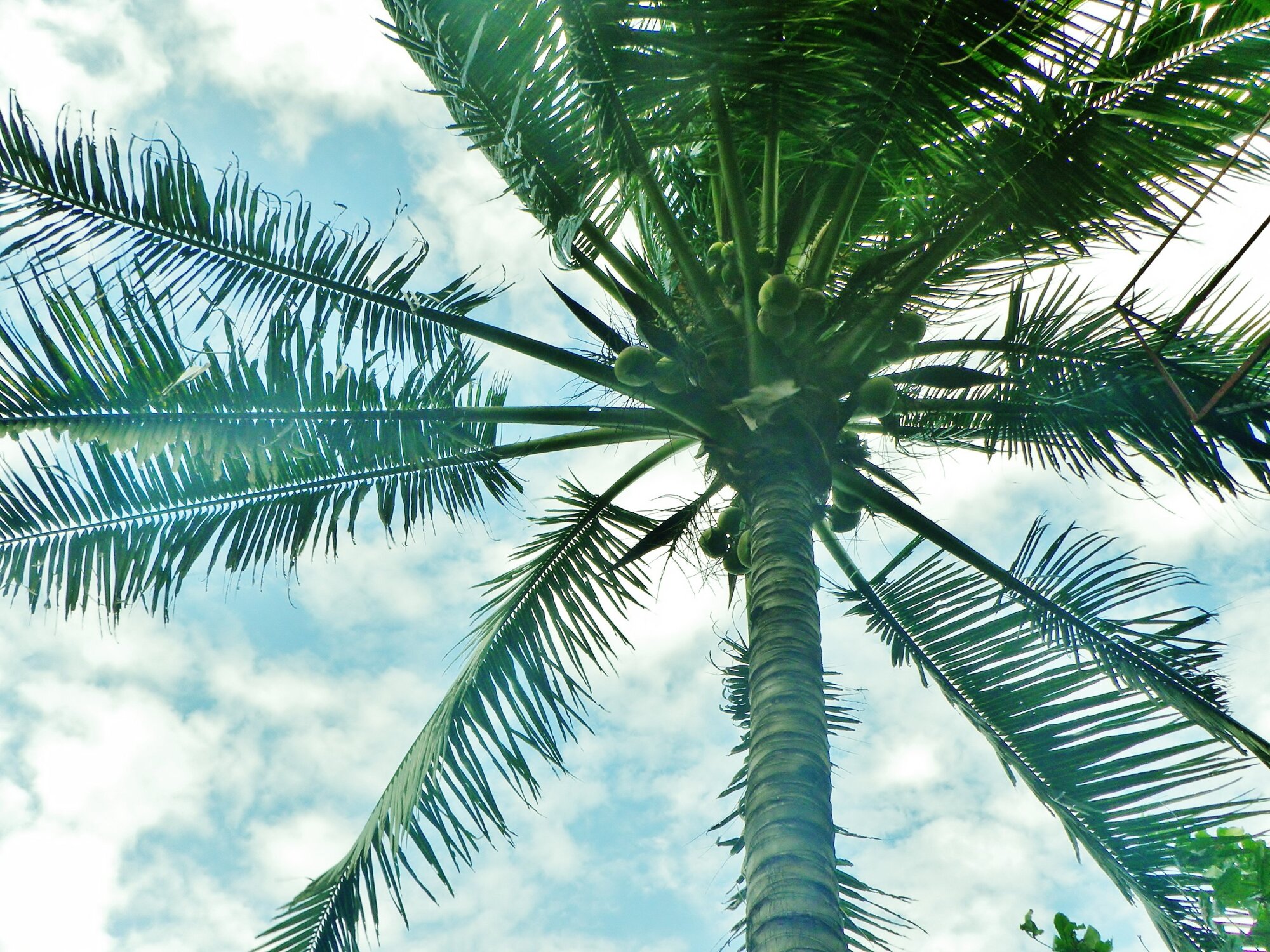 Coconut