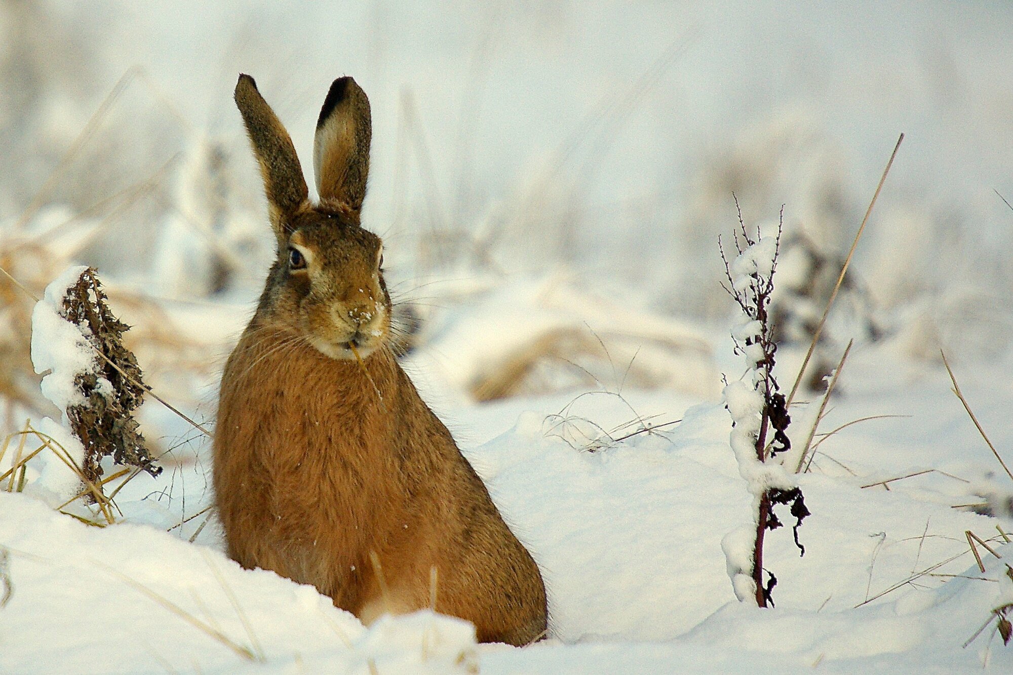 Hare