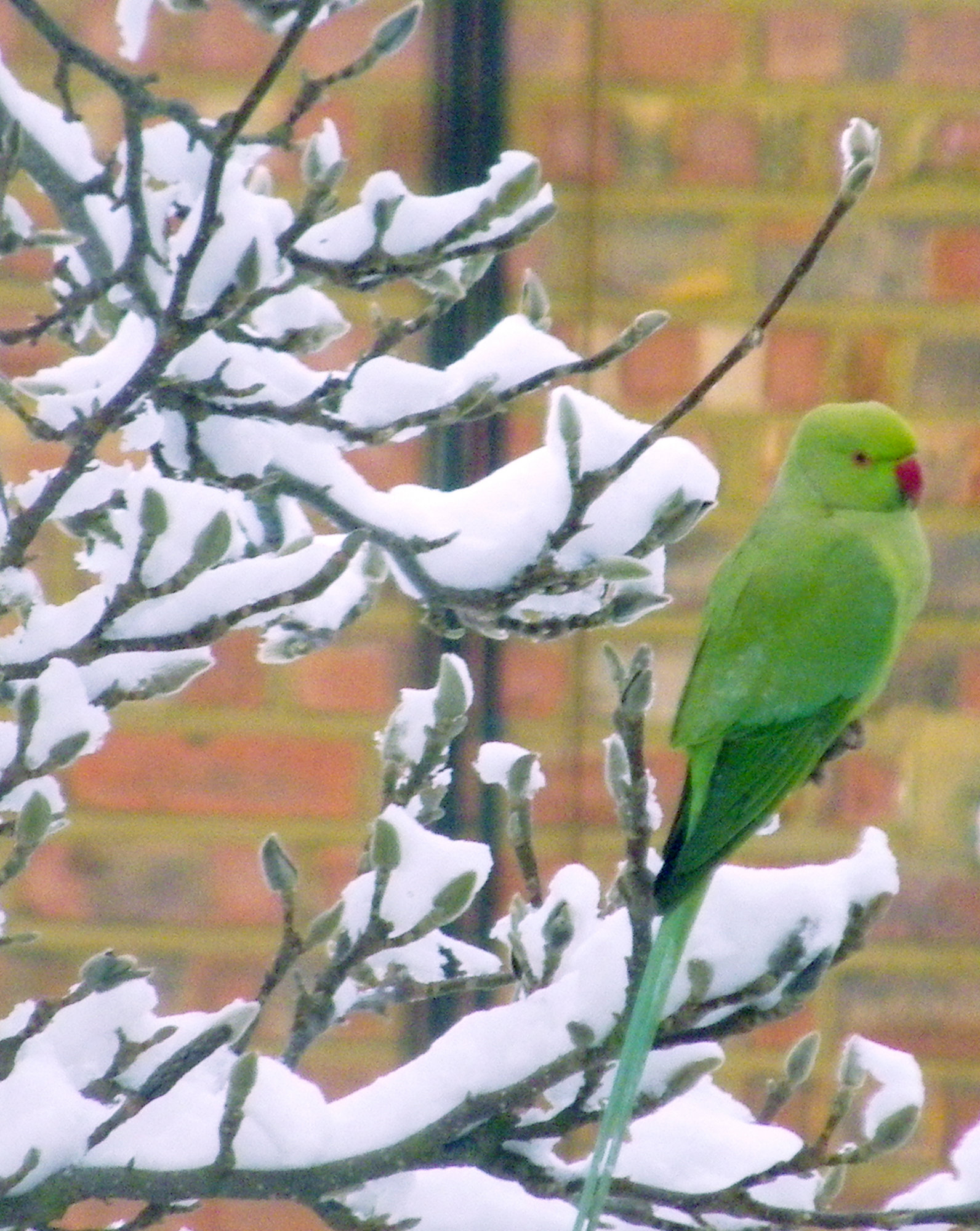 Parrot in the snow