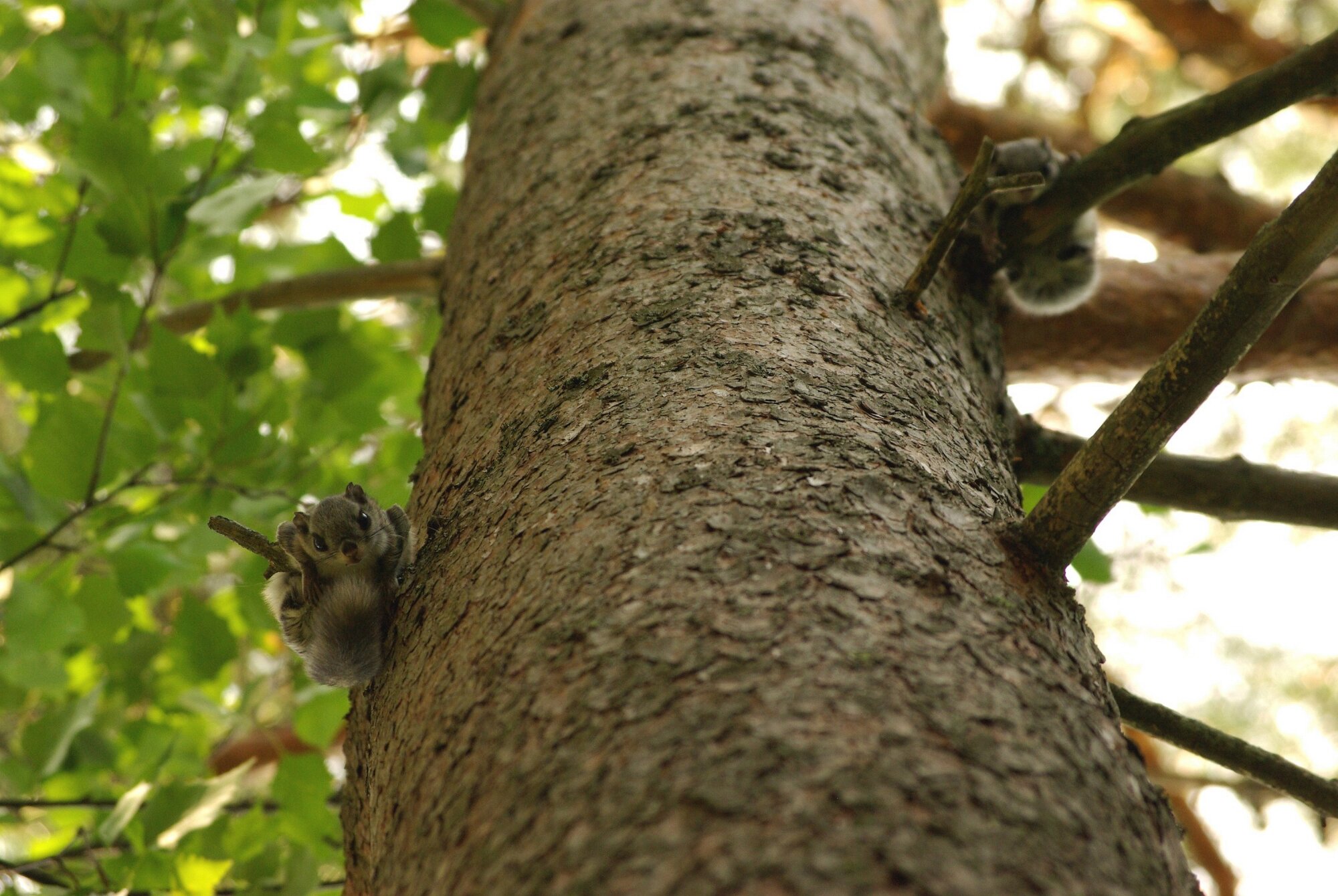 Remembering my backyard pals of last summer