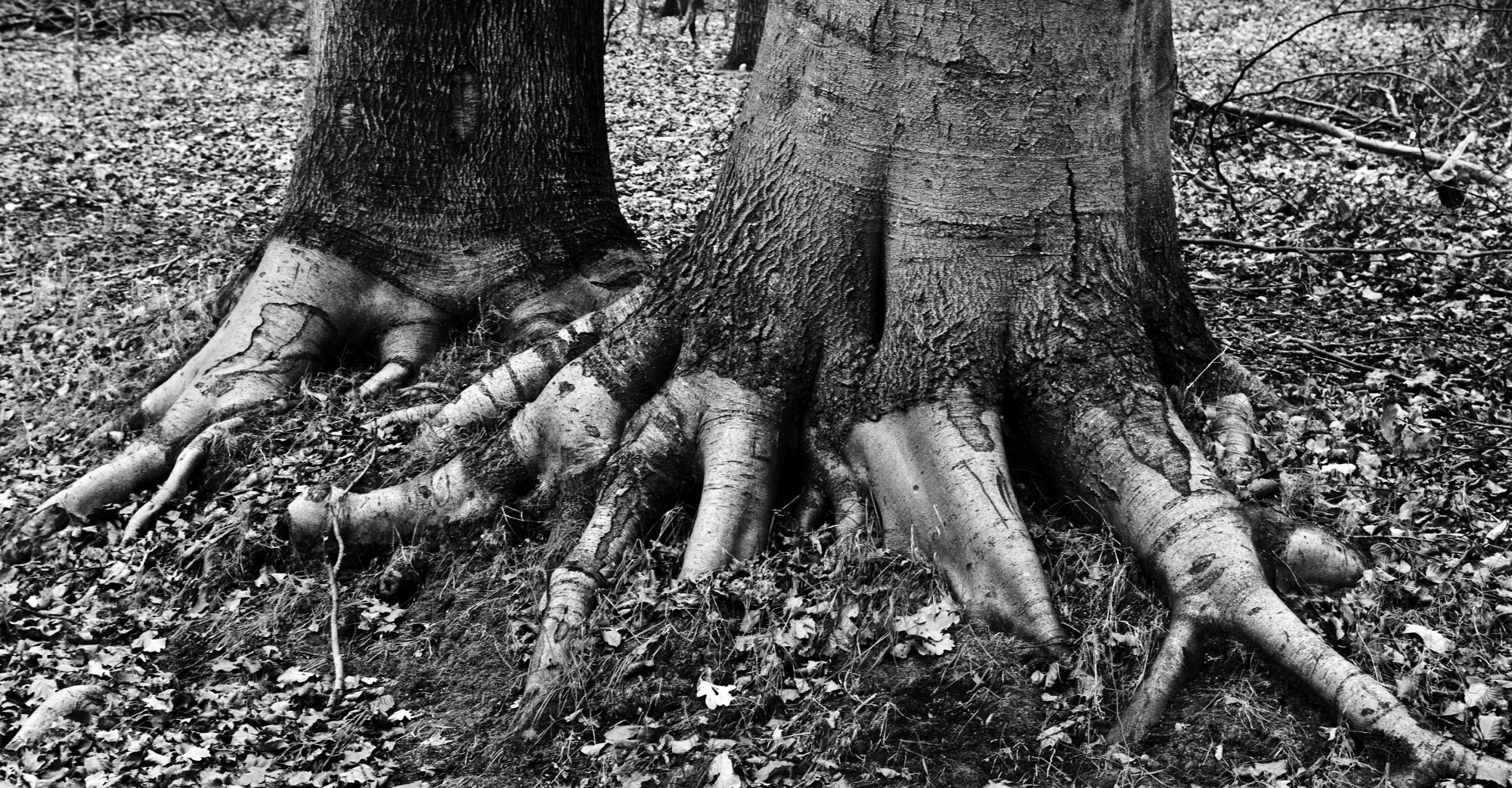 Roots