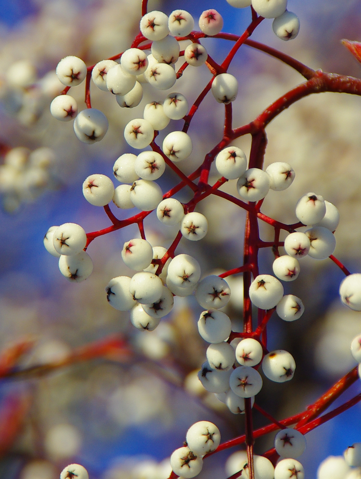 Snow Berries