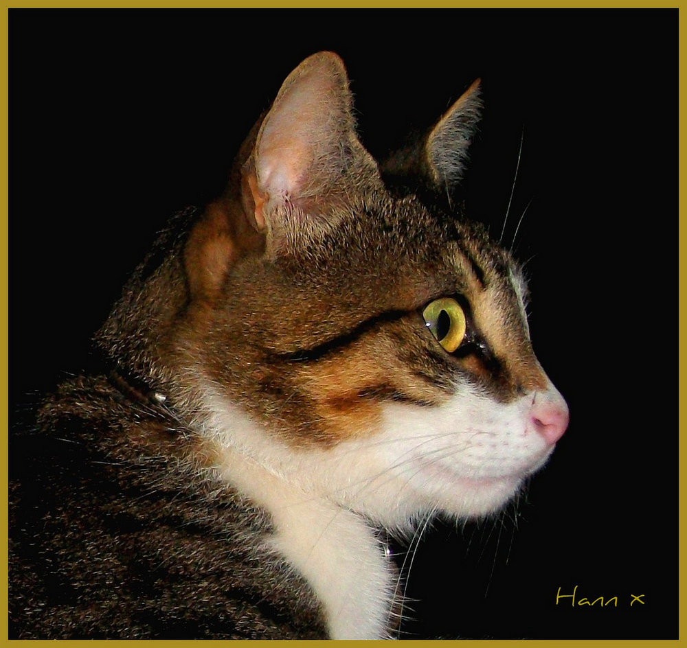 Hann, my feral Turkish cat.