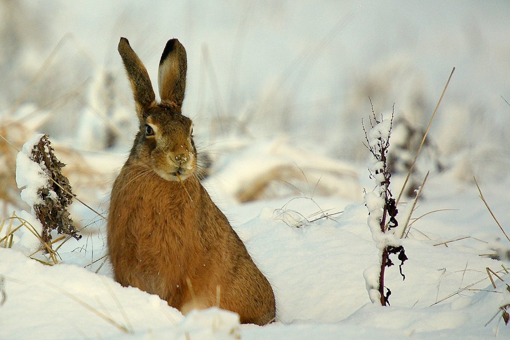 Hare