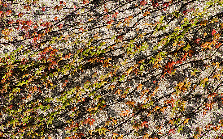 Maple on the wall
